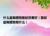 什么盆栽植物驱蚊效果好（驱蚊盆栽植物有什么）