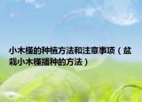 小木槿的种植方法和注意事项（盆栽小木槿播种的方法）