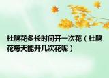 杜鹃花多长时间开一次花（杜鹃花每天能开几次花呢）