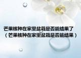 芒果核种在家里盆栽是否能结果了（芒果核种在家里盆栽是否能结果）