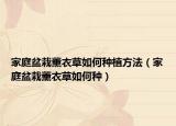 家庭盆栽薰衣草如何种植方法（家庭盆栽薰衣草如何种）