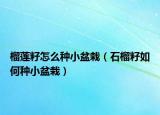 榴莲籽怎么种小盆栽（石榴籽如何种小盆栽）