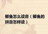 鲫鱼怎么读音（鲫鱼的拼音怎样读）