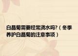 白晶菊需要经常浇水吗?（冬季养护白晶菊的注意事项）