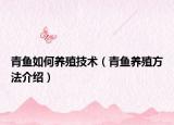 青鱼如何养殖技术（青鱼养殖方法介绍）
