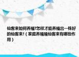 仙客来如何养殖?怎样才能养殖出一株好的仙客来!（家庭养殖殖仙客来有哪些作用）