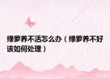 绿萝养不活怎么办（绿萝养不好该如何处理）