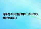 月季花冬天如何养护（冬天怎么养护月季花）