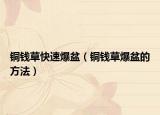 铜钱草快速爆盆（铜钱草爆盆的方法）
