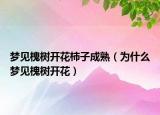 梦见槐树开花柿子成熟（为什么梦见槐树开花）