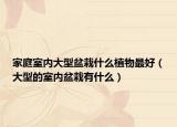家庭室内大型盆栽什么植物最好（大型的室内盆栽有什么）