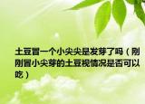 土豆冒一个小尖尖是发芽了吗（刚刚冒小尖芽的土豆视情况是否可以吃）