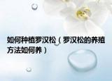 如何种植罗汉松（罗汉松的养殖方法如何养）