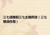 三七须根和三七主根药效（三七根须作用）