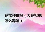 花盆种枇杷（大花枇杷怎么养殖）