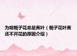 为啥栀子花总是黄叶（栀子花叶黄还不开花的原因介绍）