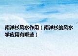 南洋杉风水作用（南洋杉的风水学应用有哪些）