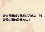 碰碰香根部发黑腐烂怎么办（碰碰香烂根的处理方法）