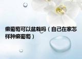 癞葡萄可以盆栽吗（自己在家怎样种癞葡萄）