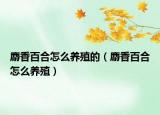 麝香百合怎么养殖的（麝香百合怎么养殖）
