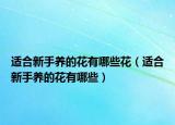 适合新手养的花有哪些花（适合新手养的花有哪些）