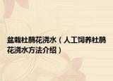 盆栽杜鹃花浇水（人工饲养杜鹃花浇水方法介绍）