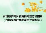 水培绿萝叶片发黄的处理方法图片（水培绿萝叶片发黄的处理方法）