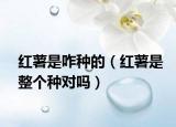 红薯是咋种的（红薯是整个种对吗）