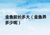 金鱼能长多大（金鱼养多少呢）