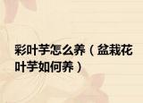 彩叶芋怎么养（盆栽花叶芋如何养）