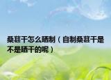 桑葚干怎么晒制（自制桑葚干是不是晒干的呢）