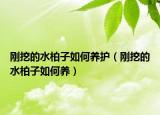 刚挖的水柏子如何养护（刚挖的水柏子如何养）