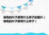 植物的叶子都有什么样子的图片（植物的叶子都有什么样子）
