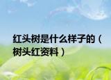 红头树是什么样子的（树头红资料）