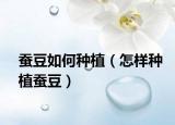 蚕豆如何种植（怎样种植蚕豆）