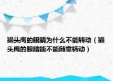 猫头鹰的眼睛为什么不能转动（猫头鹰的眼晴能不能随意转动）