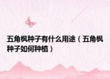 五角枫种子有什么用途（五角枫种子如何种植）