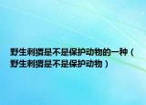 野生刺猬是不是保护动物的一种（野生刺猬是不是保护动物）