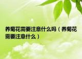 养菊花需要注意什么吗（养菊花需要注意什么）