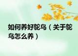 如何养好鸵鸟（关于鸵鸟怎么养）