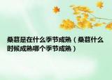 桑葚是在什么季节成熟（桑葚什么时候成熟哪个季节成熟）