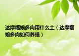 达摩福娘多肉用什么土（达摩福娘多肉如何养殖）