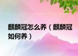 麒麟冠怎么养（麒麟冠如何养）