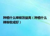 种植什么辣椒效益高（种植什么辣椒收成好）