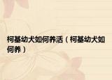 柯基幼犬如何养活（柯基幼犬如何养）
