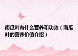 南瓜叶有什么营养和功效（南瓜叶的营养价值介绍）