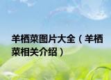 羊栖菜图片大全（羊栖菜相关介绍）
