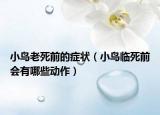 小鸟老死前的症状（小鸟临死前会有哪些动作）