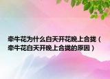 牵牛花为什么白天开花晚上合拢（牵牛花白天开晚上合拢的原因）
