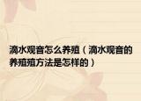 滴水观音怎么养殖（滴水观音的养殖殖方法是怎样的）